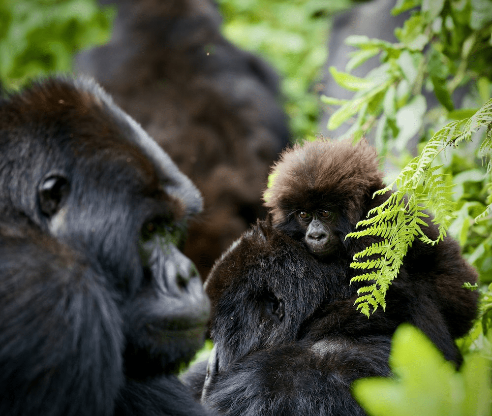 A baby gorilla sitting