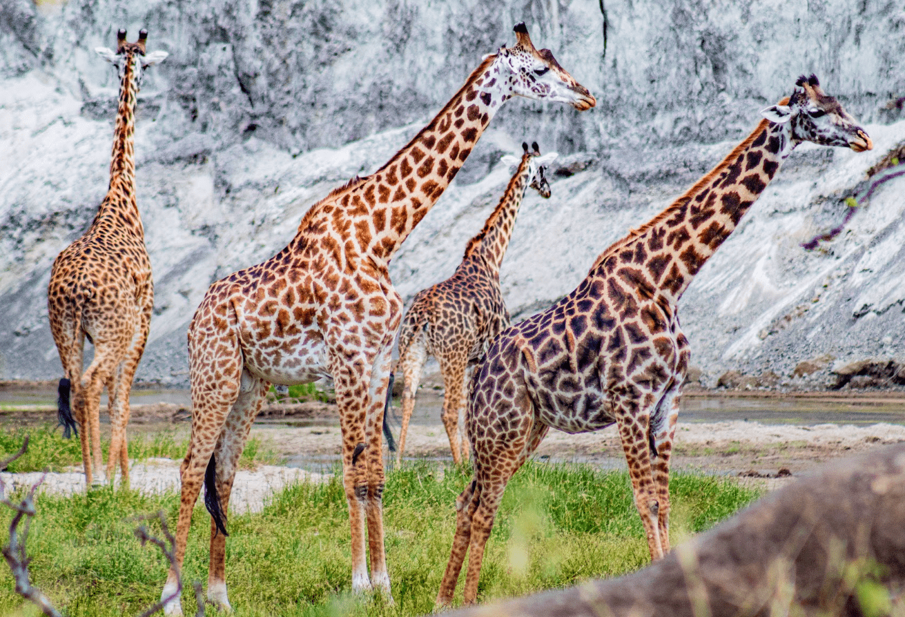 Giraffes in the wild