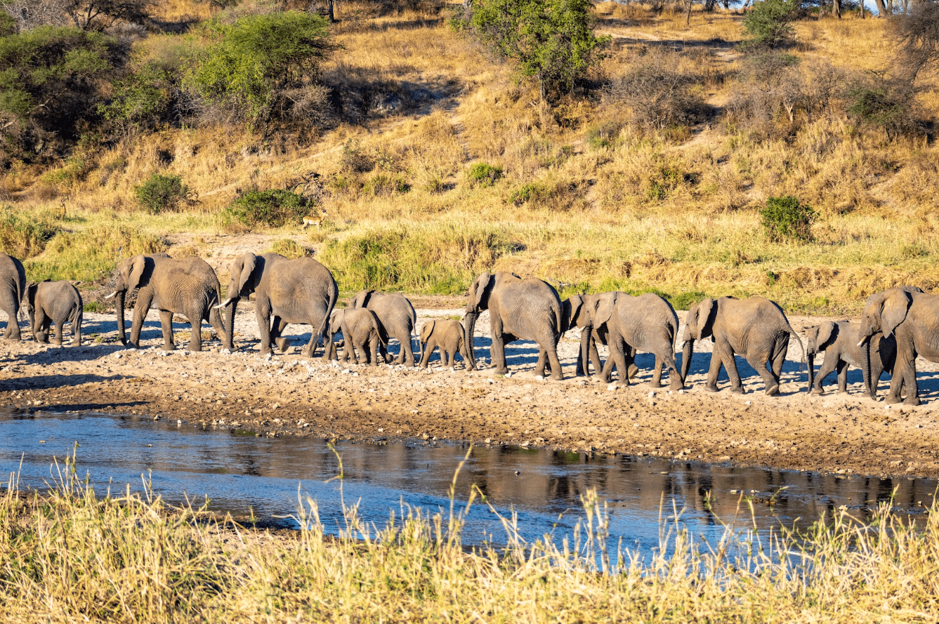 Elephants on a safari 