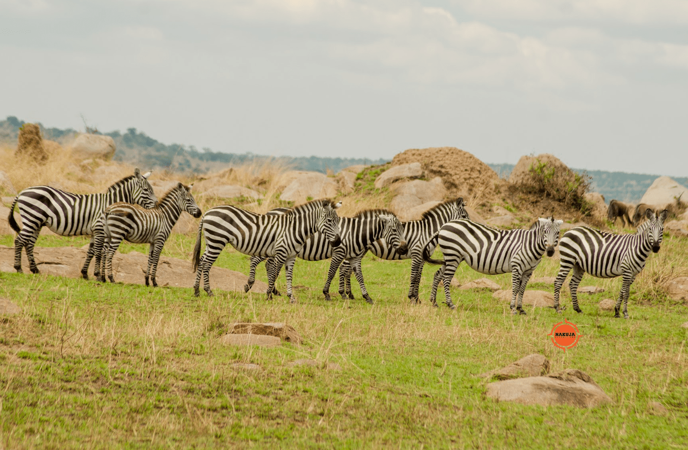 African Zebras