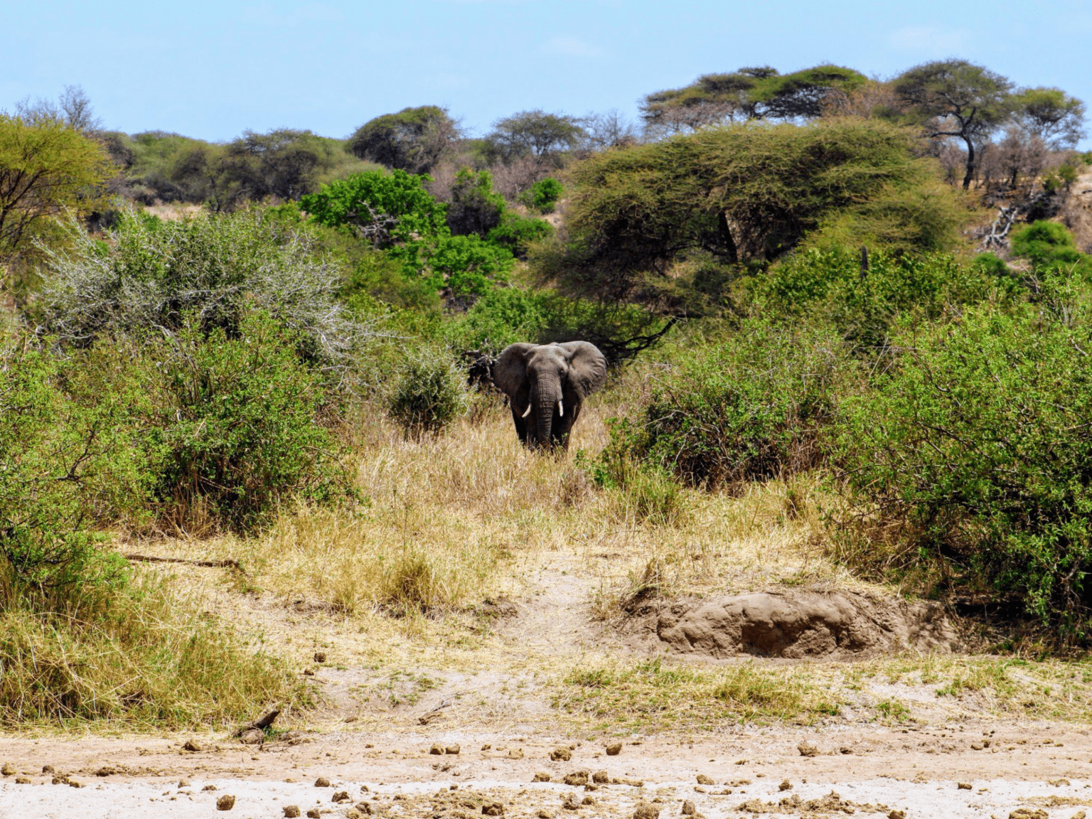 the-fun-side-of-family-fun-exciting-safari-adventures-for-kids-hot-news