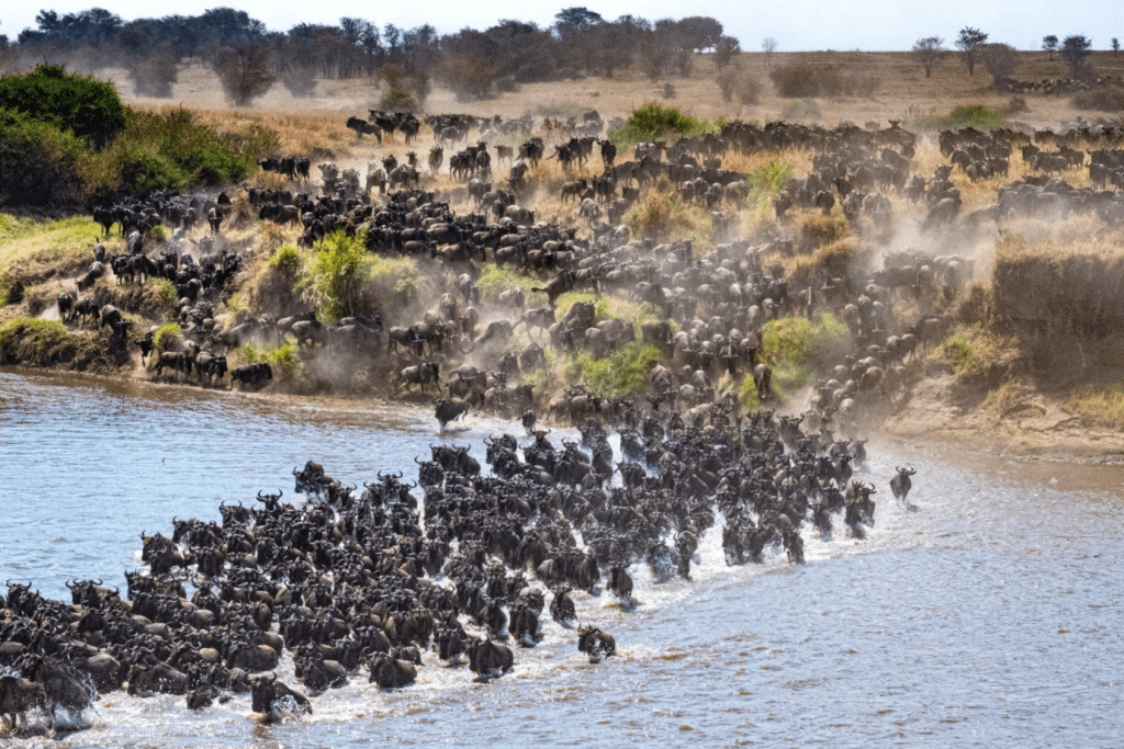 Wildebeests migrating through a river