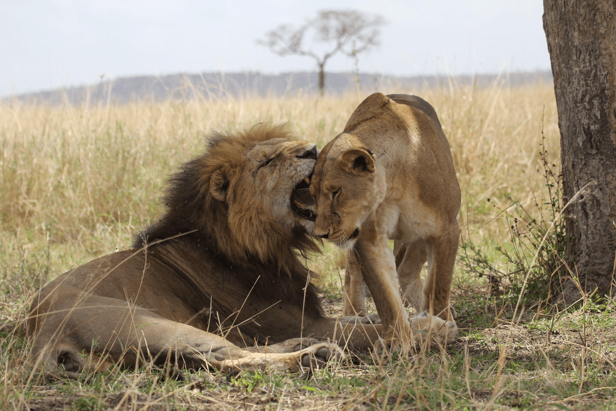 Two lions in a jungle
