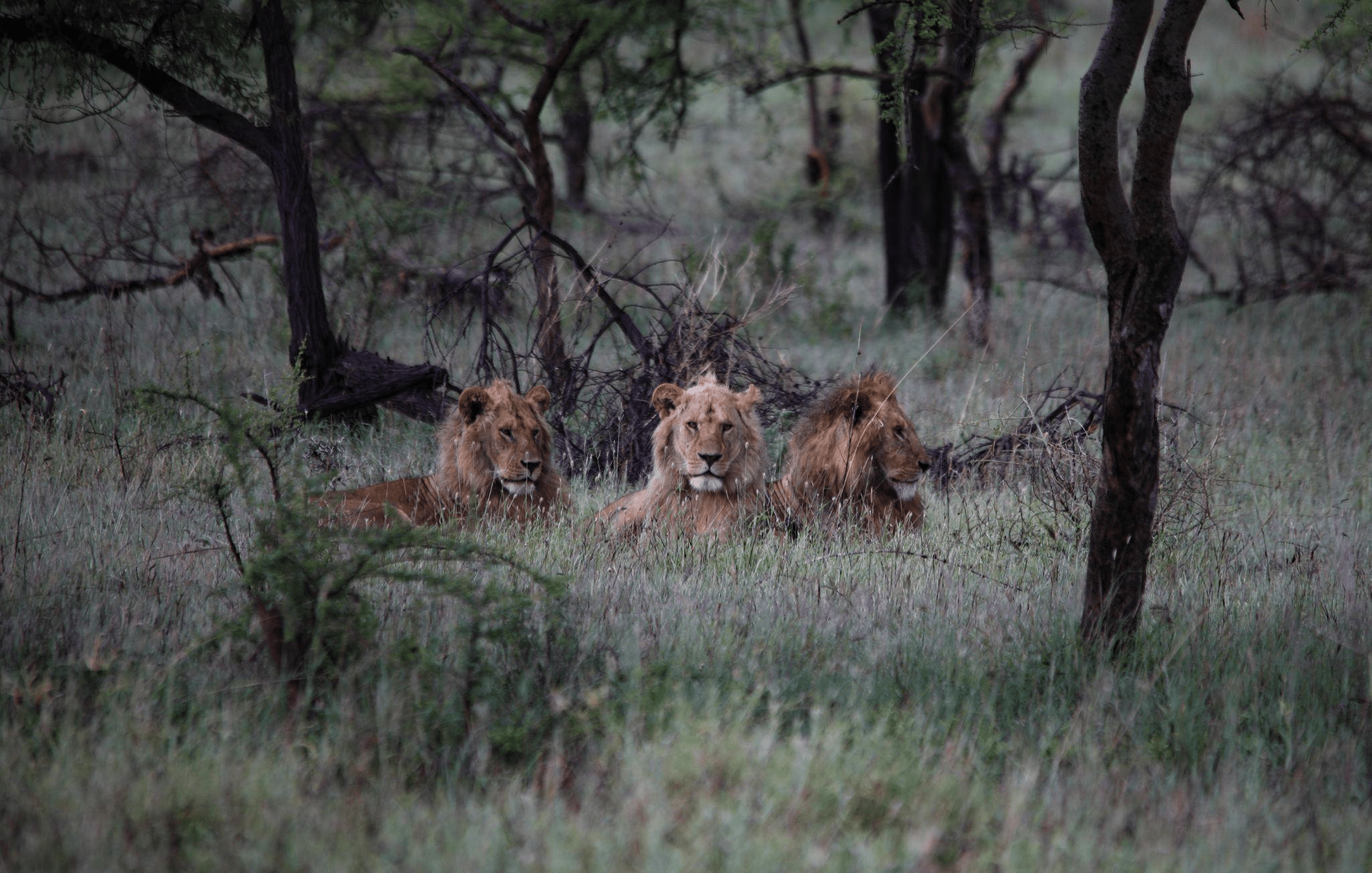 Lions-behind-a-bush