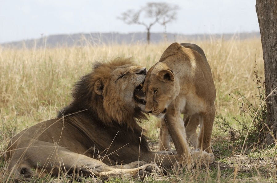 Two lions in the wild