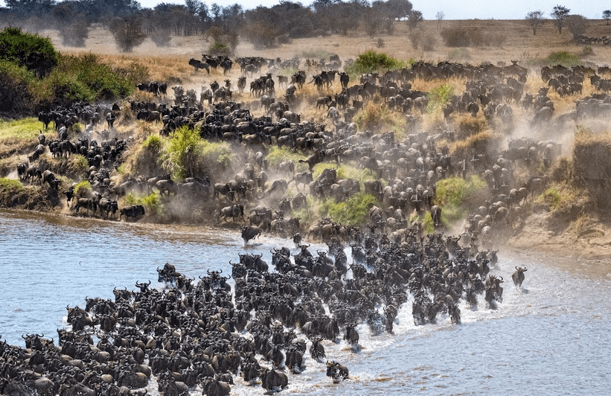 Herd of wildebeest crossing a river