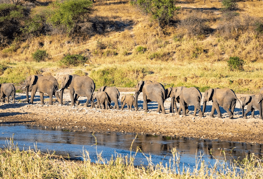 Herd of elephants standing next to a water body