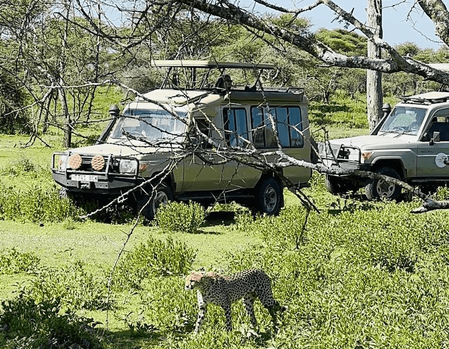 People in safari tour cars watching cheetahs.