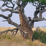 A picture of a giraffe standing under a tree in the savannah.