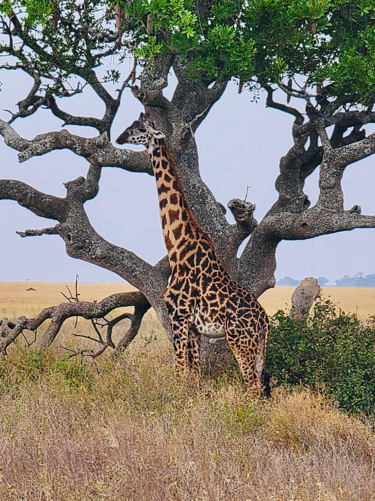 A picture of a giraffe standing under a tree in the savannah.