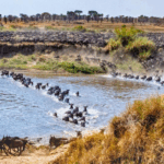 A picture of wildebeest migrating across a river.
