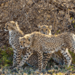 An image of three cheetahs with shrubs in the background.