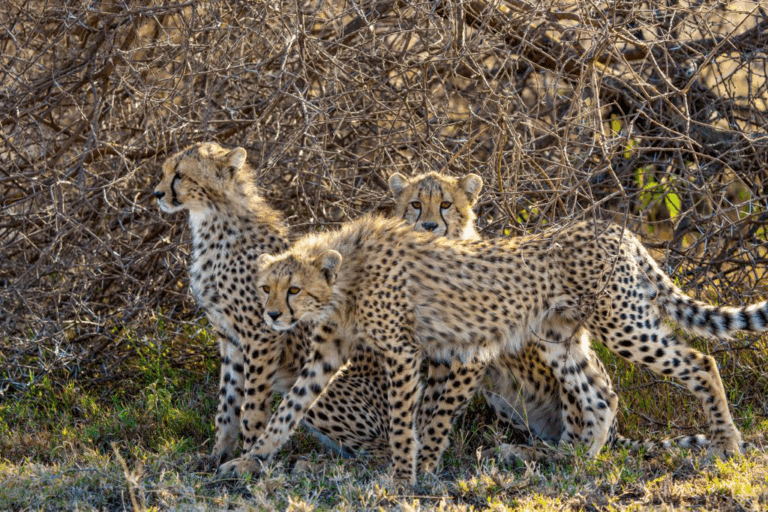 An image of three cheetahs with shrubs in the background.