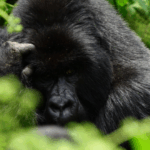 A mountain gorilla sitting quietly in the dense forest during a Uganda gorilla trekking tour