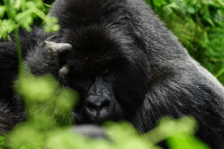 A mountain gorilla sitting quietly in the dense forest during a Uganda gorilla trekking tour