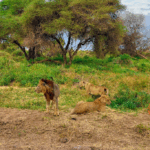 A picture of lions in a savannah.