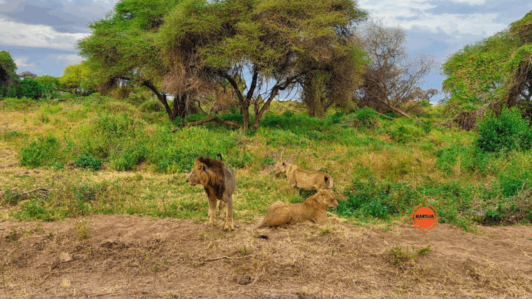 A picture of lions in a savannah.
