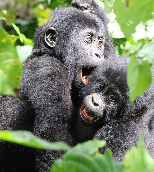 Two young mountain gorillas playfully interacting in the forest during a Uganda gorilla trekking tour