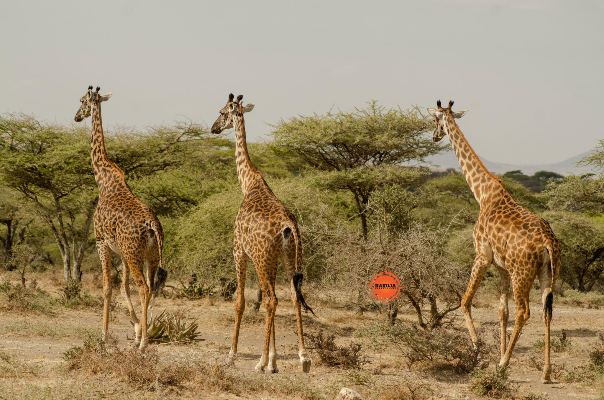 Three giraffes walking through the dry savannah landscape in Tanzania during a wildlife safari tour