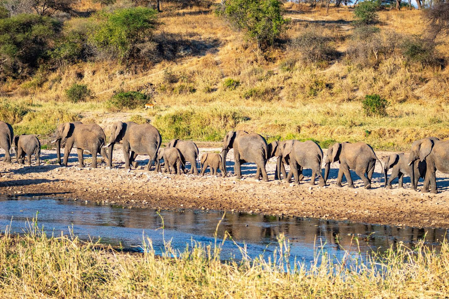 A herd of elephants moving in a line.