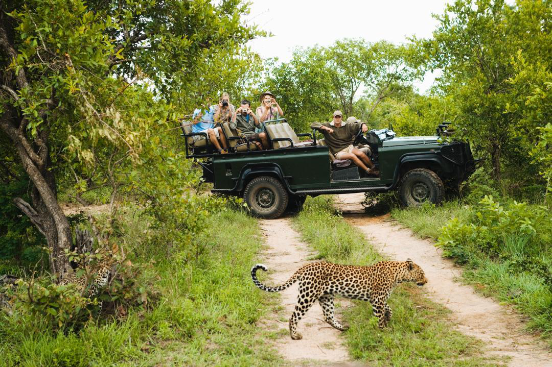 Safari vehicle observing a leopard during a game drive