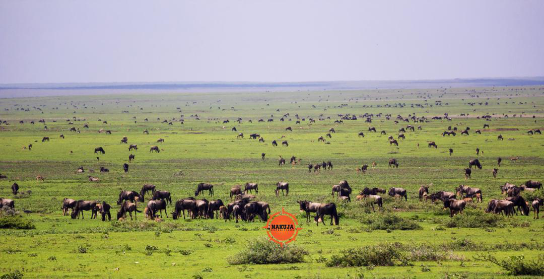 Large herd of wildebeest moving across a green savannah