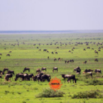 Wildlife across the open savanna during an African safari