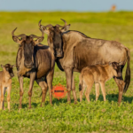 Wildebeest family standing together in open grassland