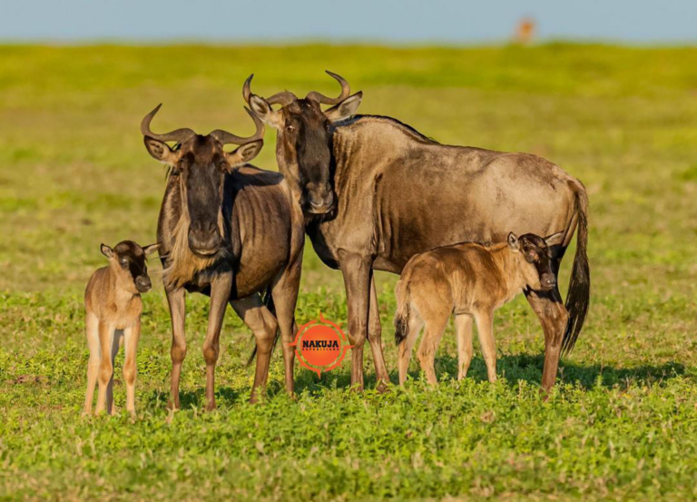 Wildebeest family standing together in open grassland