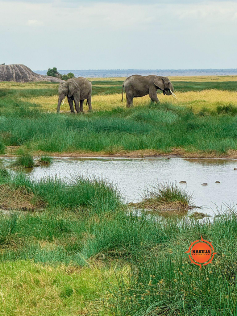 Elephants