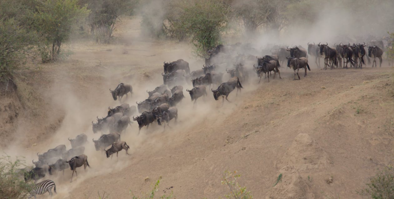 Thousands of wildebeest crossing the plains of the Masai Mara during the annual migration, one of the most dramatic wildlife events when visiting Kenya for a safari.