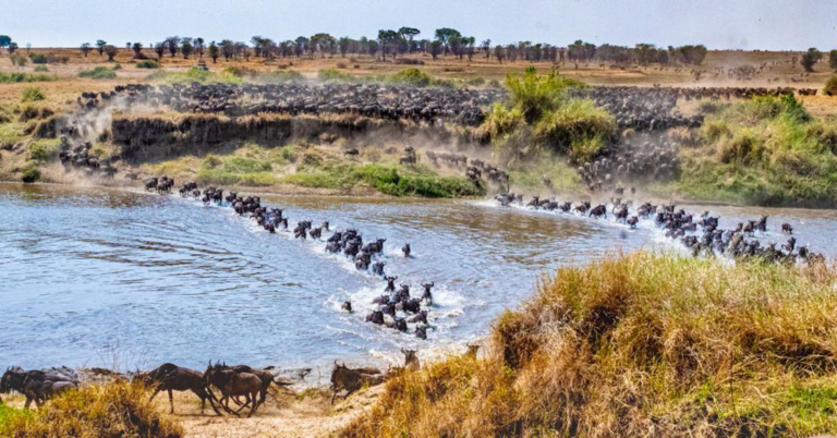 An image of the great wildebeest migration across a lake.