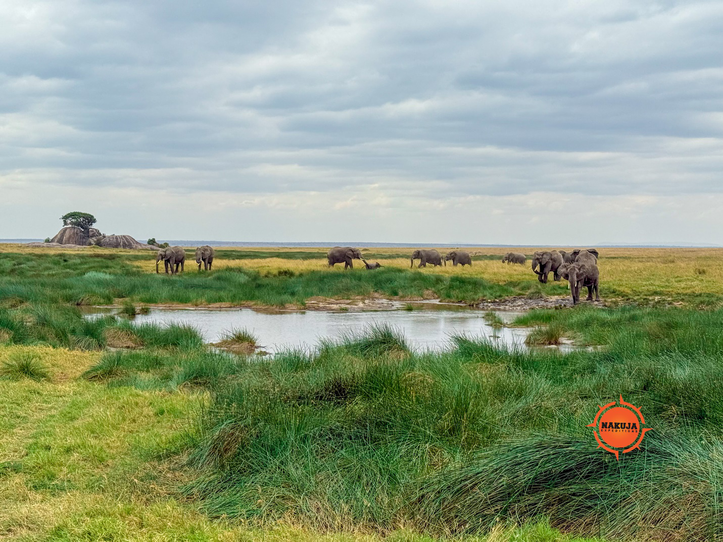 An image of elephants standing around a small lake surrounded by green plains.