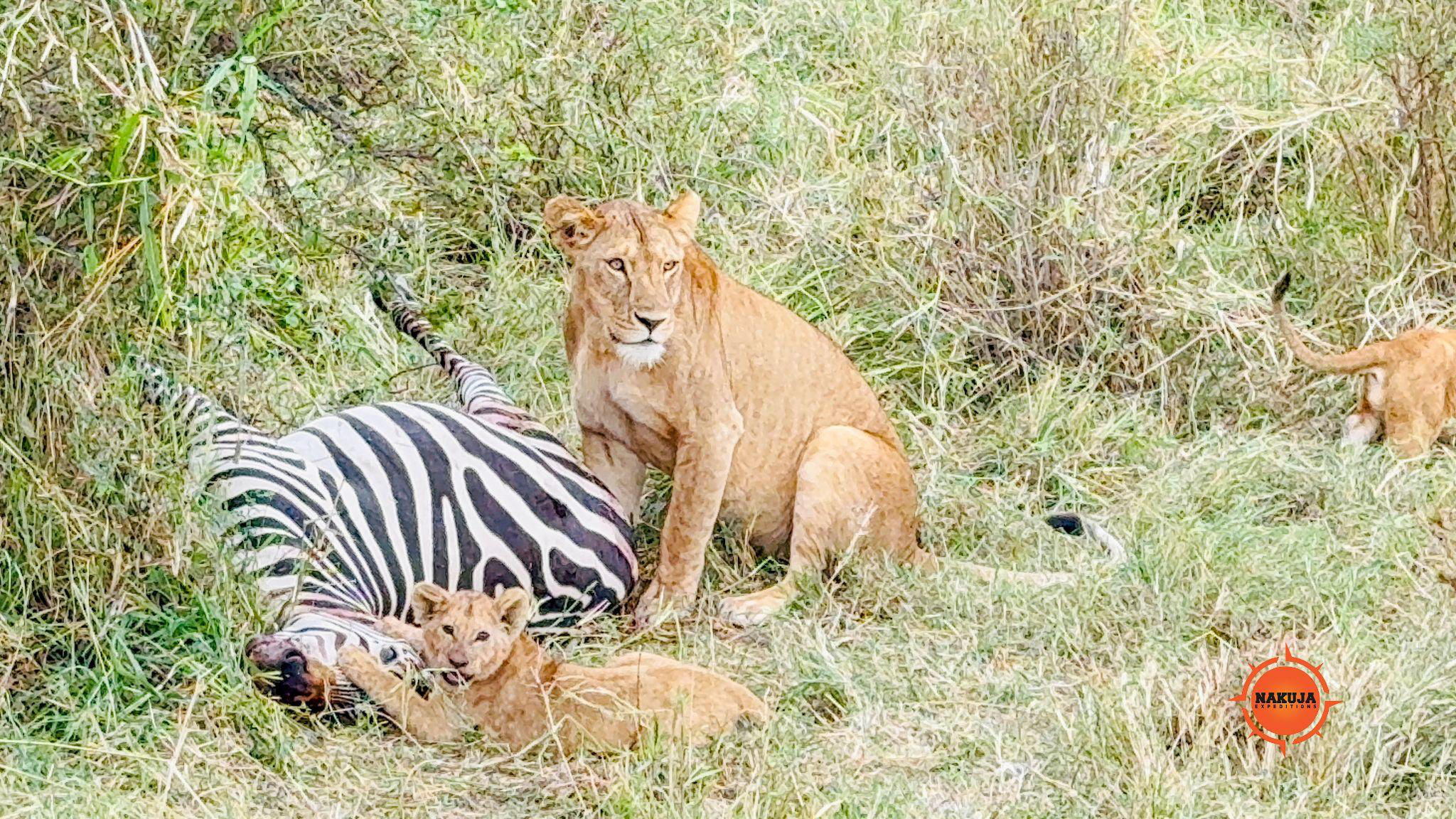 A lion with its children