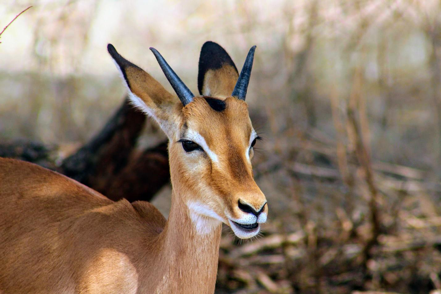 An image of an impala.
