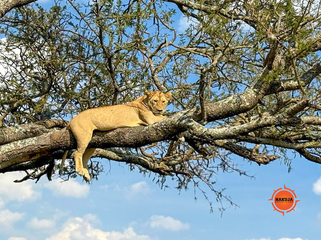 A lion resting on a tree trunk.