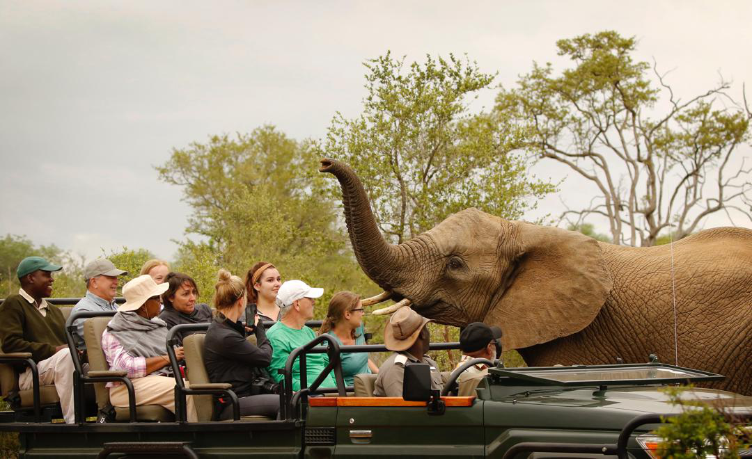 An elephant raising its trunk in front of a group of tourists sitting in an open jeep.