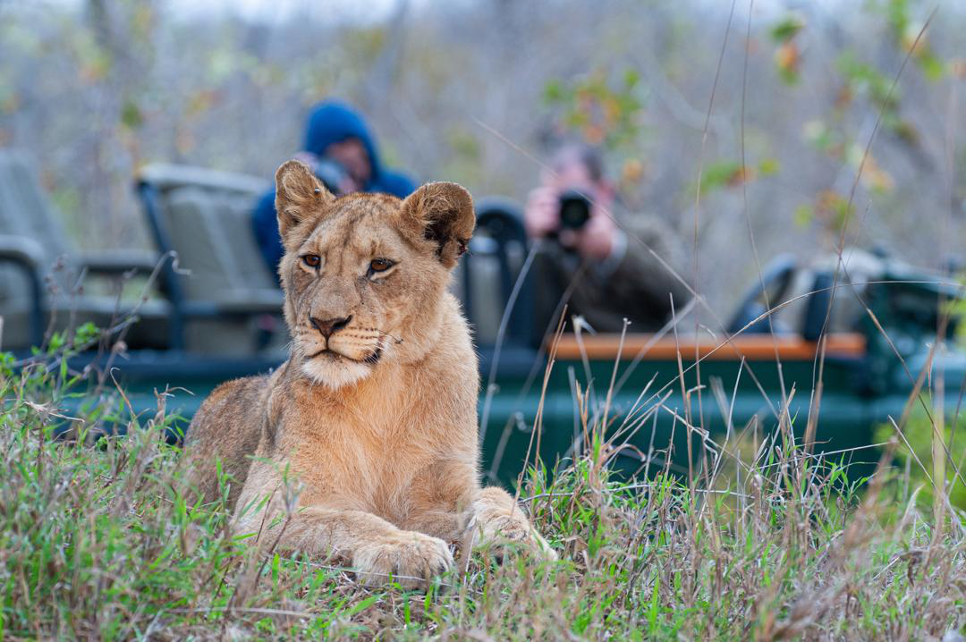 Tourists photographing a lion from a safe distance.