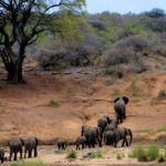 Tourists on a guided safari spotting the Big Five lion, leopard, elephant, rhino, and buffalo at a luxury safari lodge in South Africa.