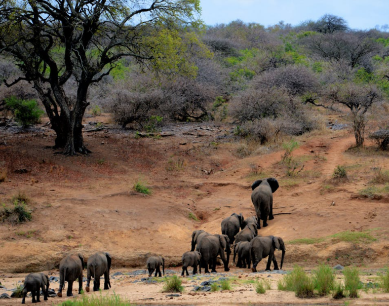 Tourists on a guided safari spotting the Big Five lion, leopard, elephant, rhino, and buffalo at a luxury safari lodge in South Africa.
