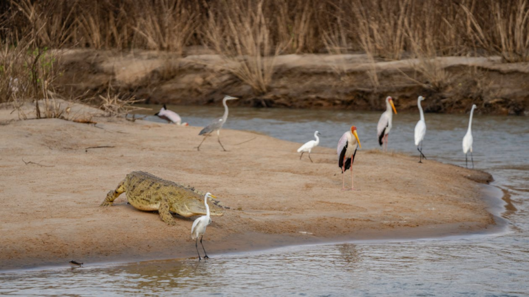 Various animals and birds gather along a riverbank in Tanzania, offering safari travelers diverse wildlife and birdwatching opportunities.