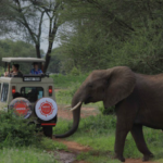 Elephants