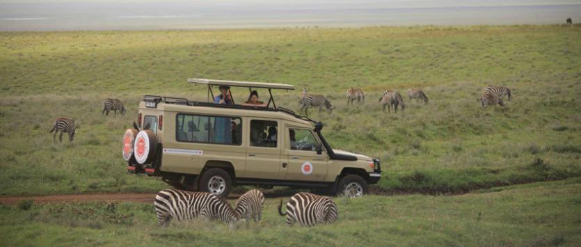A safari jeep with zebras surrounding it