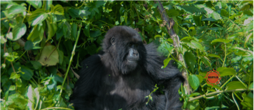  Uganda-gorilla-trekking-tours