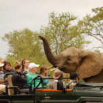 People on a safari seeing an elephant