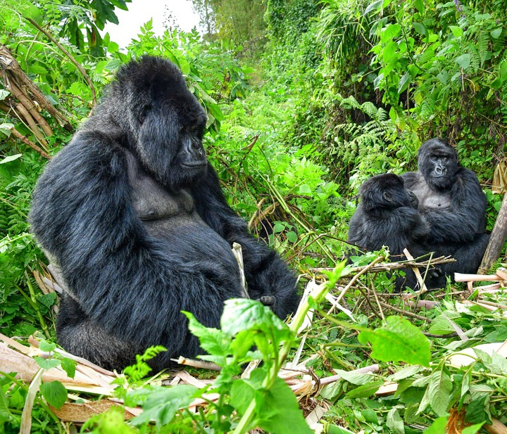  Find the best time to travel to Africa to go gorilla trekking in Rwanda 