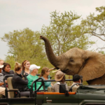 Plan a summer safari in Tanzania to have customized premier experiences