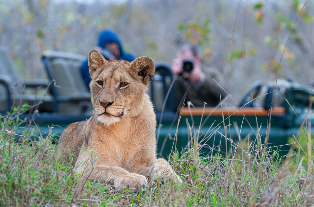 Get customized summer safari experiences designed according to your schedule and interests 