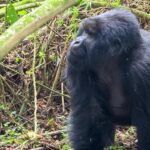 Get the ultimate escape by combining a summer gorilla trekking tour with a beach holiday