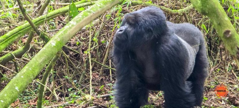 Get the ultimate escape by combining a summer gorilla trekking tour with a beach holiday